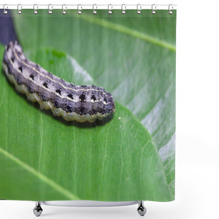 Personality  Close Up Of Common Cutworm On Leaves Shower Curtains