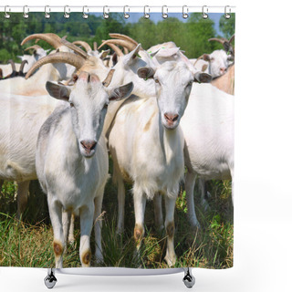 Personality  Goats In The Pasture Of Organic Farm Shower Curtains