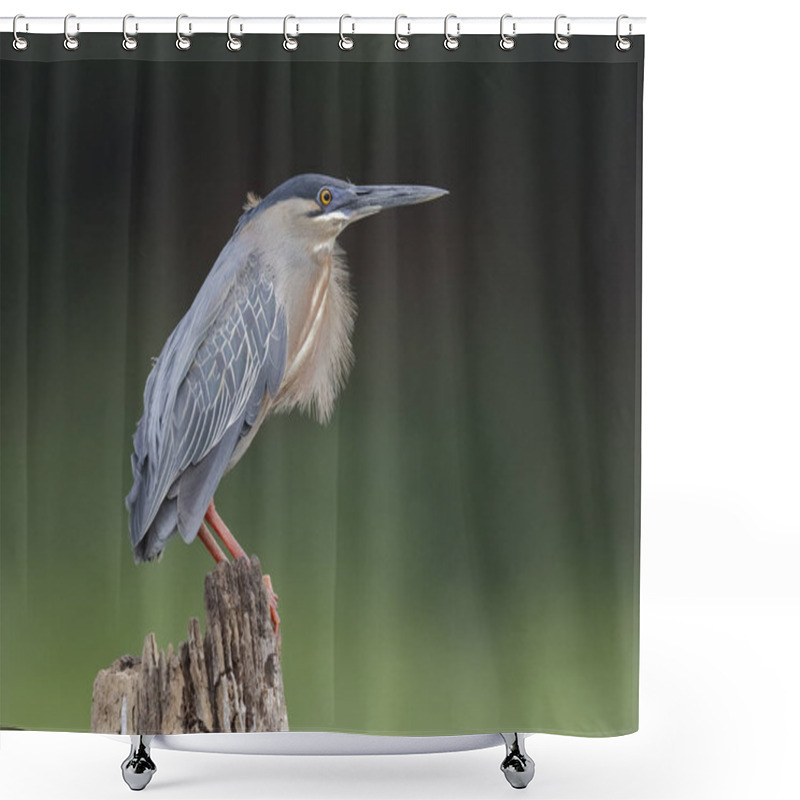 Personality  Striated Heron Perched On A Stump - Panama Shower Curtains