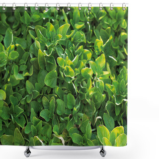 Personality  Germany,Close Up Of Golden Marjoram Plant Shower Curtains