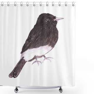 Personality  Black Phoebe Or Sayornis Nigricans Isolated On White Shower Curtains