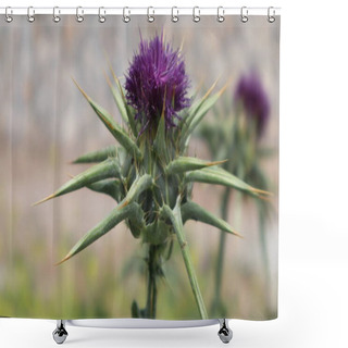 Personality  Milk Thistle Flower (Silybum Marianum Or Carduus Marianus) Blooming In The Field. Pruple Milk Thistle With Green Background At The Botanical Garden. Shower Curtains
