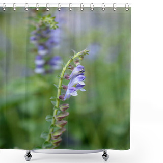 Personality  Somerset Scullcap Flower - Latin Name - Scutellaria Altissima Shower Curtains
