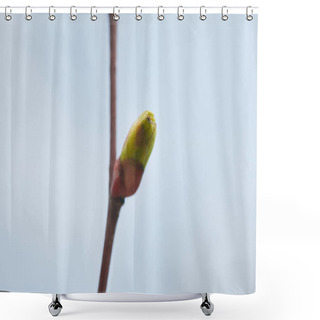 Personality  Selective Focus Of Green Closed Bud On Tree Branch  Shower Curtains