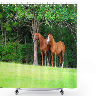 Personality  Thoroughbred Pair Shower Curtains
