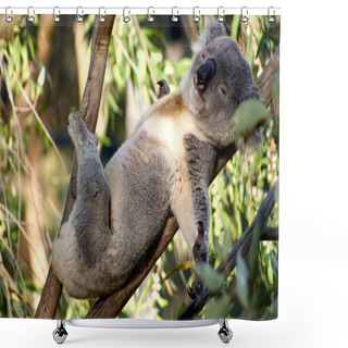 Personality  Lazy Koala Shower Curtains