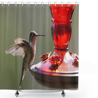 Personality  A Small Hummingbird Getting Ready For A Drink Shower Curtains