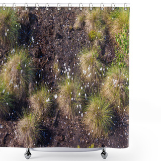 Personality  Cottongrass Growing In A Natural Swamp Habitat. Grass Clumps In The Weltalnds On Latvia, Northern Europe. Shower Curtains