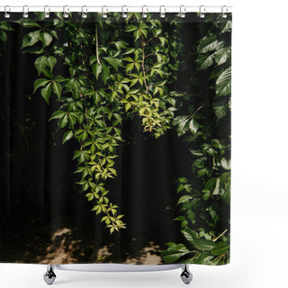 Personality  Close-up Shot Of Wild Grape Leaves On Black Background Shower Curtains