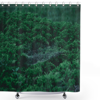 Personality  Full Frame Shot Of Green Fir Bush With Spider Web On Branches For Background Shower Curtains