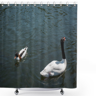 Personality  Wild Duck And Swan Swimming On River Shower Curtains