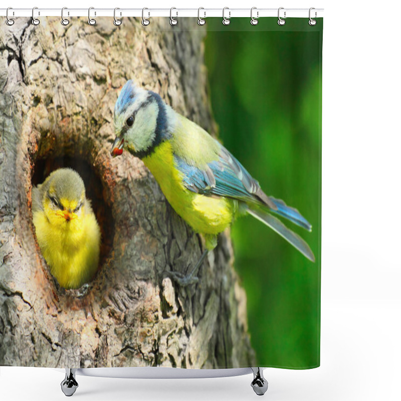 Personality  The Blue Tit (Cyanistes Caeruleus) Feeding Her Young One. Shower Curtains