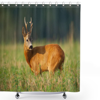 Personality  Interested Roe Deer Buck Standing On Field In Summer Sunlight. Shower Curtains