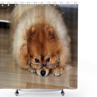 Personality  Pomeranian Dog Wore Glasses Shower Curtains