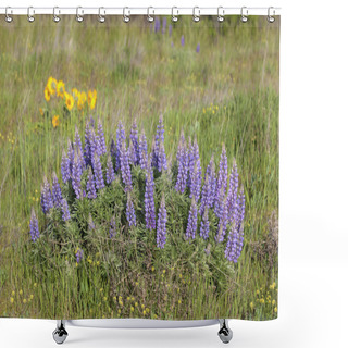 Personality  Broadleaf Lupine Flowers Blooming In Spring Shower Curtains