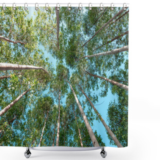 Personality  Low Angle View Of A Group Of Trees On A Clear Blue Sky. Shower Curtains