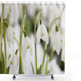 Personality  White Snowdrops Shower Curtains