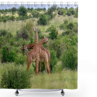 Personality  Giraffes In The Tsavo East, Tsavo West And Amboseli National Park In Kenya  Shower Curtains