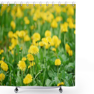 Personality  Selective Focus Of Beautiful Bright Yellow Blooming Dandelions  Shower Curtains