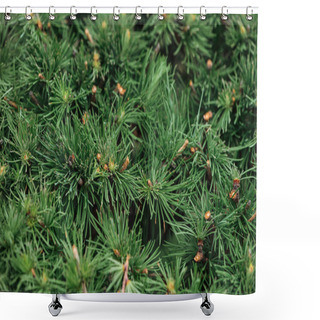 Personality  Close Up View Of Green Needles Of Fir Tree In Sunshine Shower Curtains
