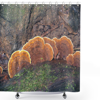 Personality  Mushrooms In The Forest Shower Curtains