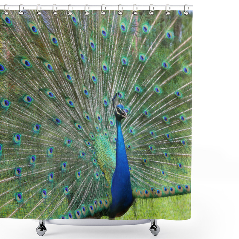 Personality  Peacock With Open Beak Shower Curtains