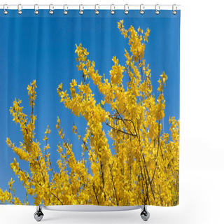 Personality  Forsythia Shower Curtains
