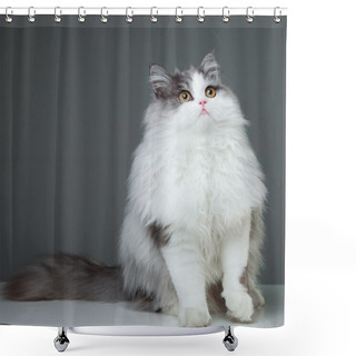 Personality  Persian Cat Sitting On Grey Background Shower Curtains