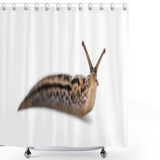 Personality  Limax Maximus, Literally, 'biggest Slug', Known By The Common Names Great Grey Slug And Leopard Slug, In Front Of White Background Shower Curtains