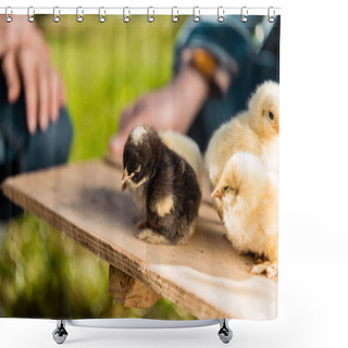 Personality  Cropped Image Of Farmers Holding Wooden Board With Adorable Baby Chicks Outdoors  Shower Curtains