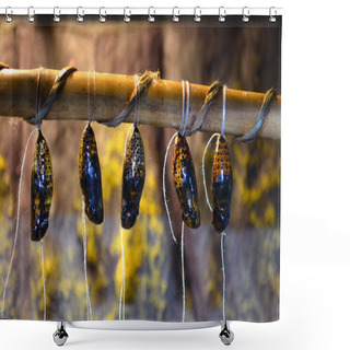 Personality  Butterfly Cocoons Hanging On Stick Shower Curtains