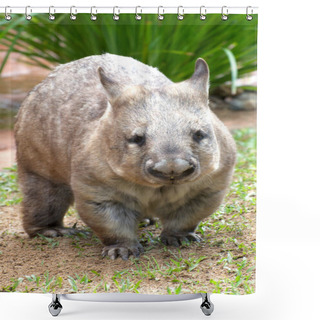 Personality  Common Wombat Vombatus Ursinus Shower Curtains