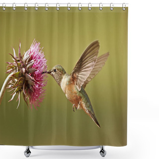 Personality  Broad-tailed Hummingbird Female Shower Curtains