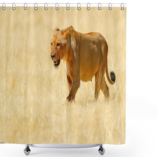 Personality  Big Angry Female Lion In Etosha NP, Namibia. African Lion Walking In The Grass, With Beautiful Evening Light. Wildlife Scene From Nature. Animal In The Habitat. Safari In Africa. Shower Curtains