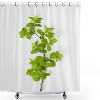 Personality  Top View Of Tree Branch With Blooming Green Leaves On White Background Shower Curtains