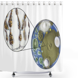 Personality  Mold Alternaria Alternata, Illustration And Photo Of Colony On Nutrient Medium Shower Curtains