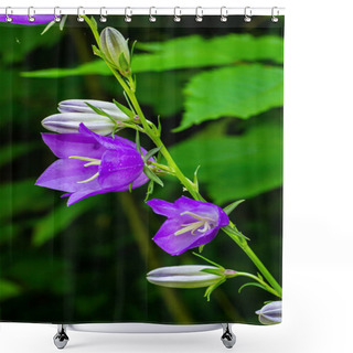 Personality  Clustered Bell Flower Campanula Glomerata Blooming In The Wild. Shower Curtains
