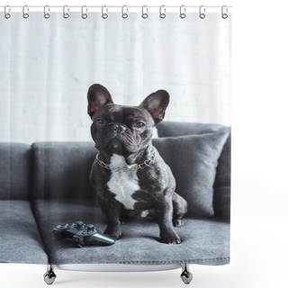 Personality  Black Frenchie Sitting On Sofa By Joystick Shower Curtains