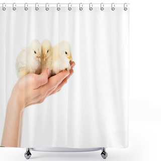 Personality  Partial View Of Woman Holding Cute Little Chicks In Hands Isolated On White Shower Curtains
