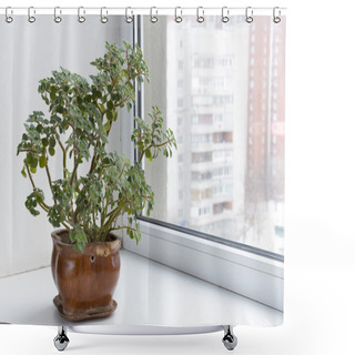 Personality  Potted Flowers On The Windowsill In A Pot. Aichryson. Shower Curtains