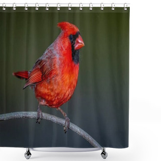 Personality  Northern Cardinal  (Cardinalis Cardinalis)  Perched On A Branch Shower Curtains