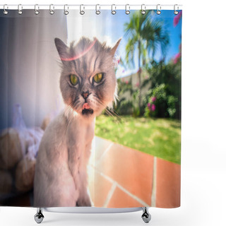Personality  Close Up View Of Funny Smiling Grey Cute Kitten With Green Eyes Licking Nose.  Shower Curtains
