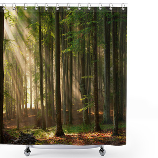 Personality  Autumn Forest Trees. Nature Green Wood Sunlight Backgrounds. Shower Curtains