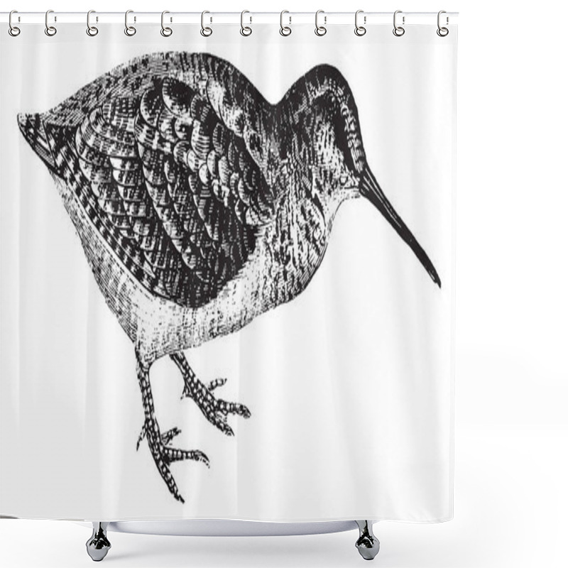 Personality  Woodcock Live In Woods, Vintage Line Drawing Or Engraving Illustration. Shower Curtains