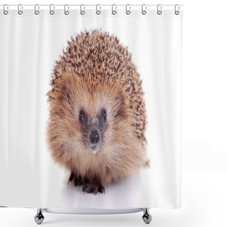 Personality  European Hedgehog On White Background Shower Curtains