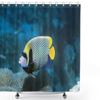 Personality  Angel Fish Shower Curtains