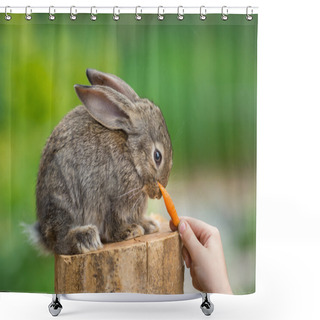 Personality  Cute Shy Baby Rabbit. Feeding Animal Shower Curtains