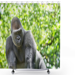 Personality  Typical Western Lowland Gorilla Among Leafy Trees.  Shower Curtains