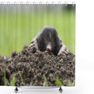 Personality  Mole Shower Curtains