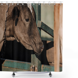 Personality  Selective Focus Of Adorable Domestic Calf Standing In Stall At Farm  Shower Curtains